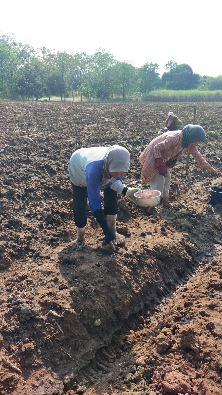 Penanaman Benih Jagung